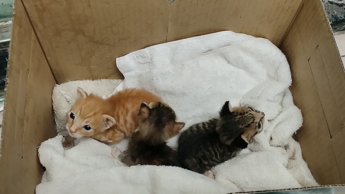 Dear Algo，演算法是什麼？